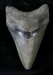Sharply Serrated Lower Megalodon Tooth #20789-1